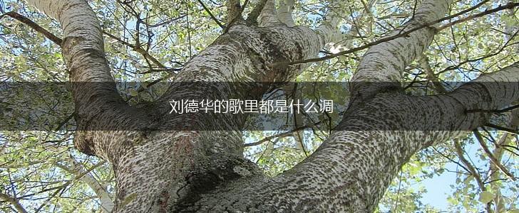 刘德华的歌里都是什么调,第1张