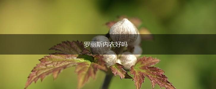 罗丽斯内衣好吗,第1张