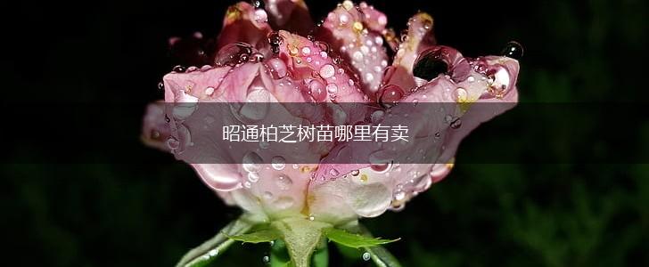 昭通柏芝树苗哪里有卖,第1张