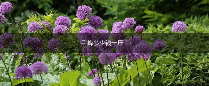 毛峰多少钱一斤,第1张