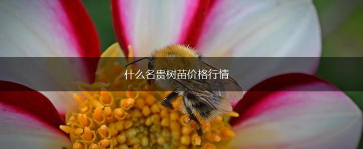 什么名贵树苗价格行情,第1张