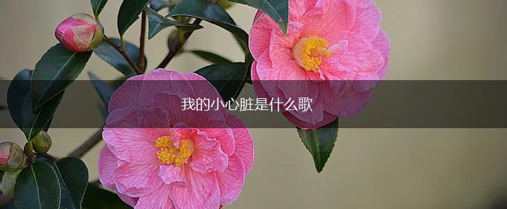 我的小心脏是什么歌,第1张