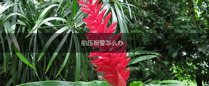 胎压报警怎么办,第1张