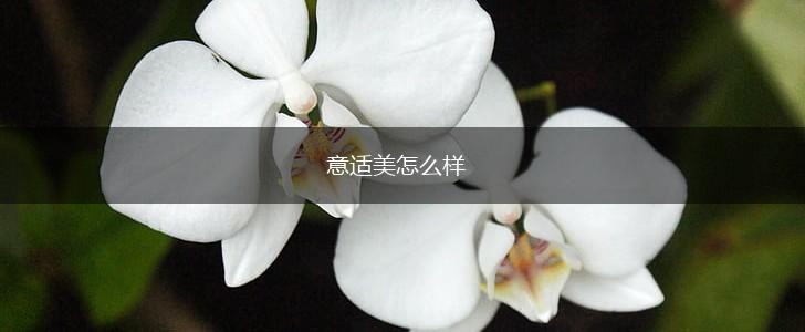 意适美怎么样,第1张