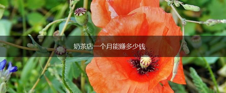奶茶店一个月能赚多少钱,第1张