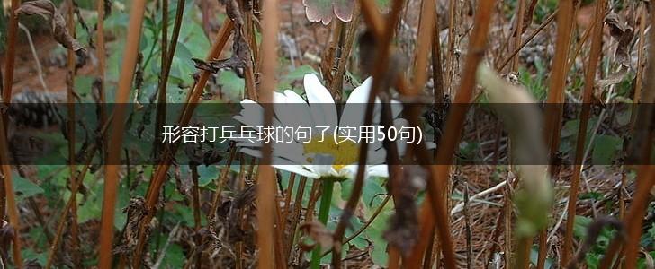 形容打乒乓球的句子(实用50句),第1张