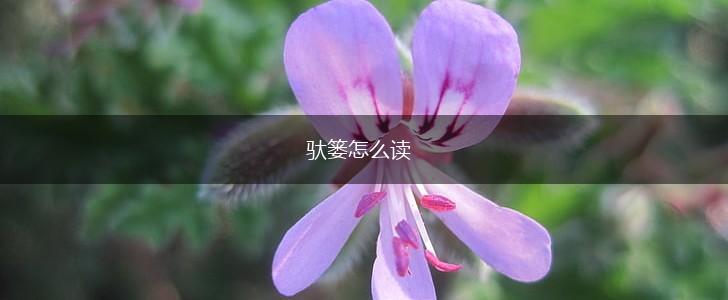 驮篓怎么读,第1张