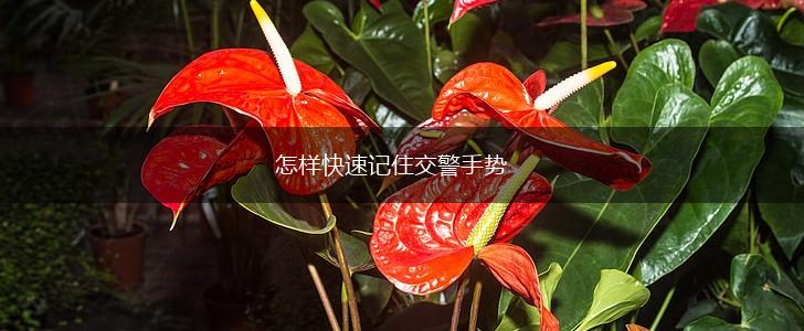 怎样快速记住交警手势,第1张