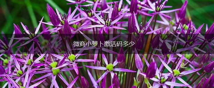 微商小萝卜激活码多少,第1张