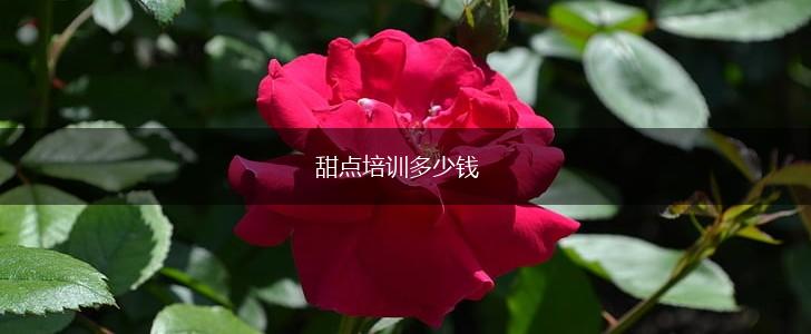 甜点培训多少钱,第1张