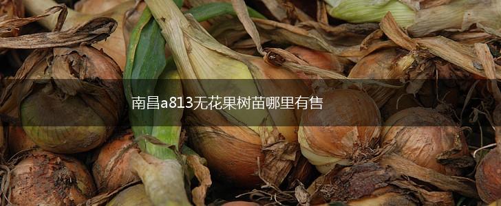 南昌a813无花果树苗哪里有售,第1张