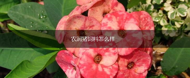 农润猪饲料怎么样,第1张