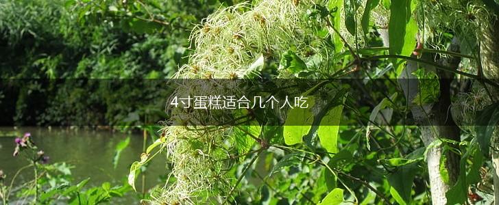 4寸蛋糕适合几个人吃,第1张