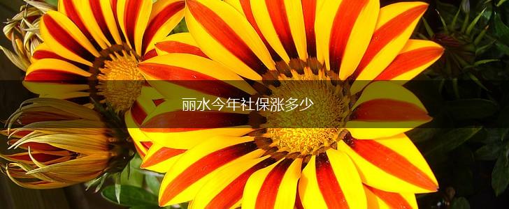 丽水今年社保涨多少,第1张