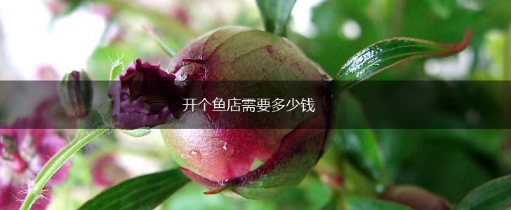 开个鱼店需要多少钱,第1张