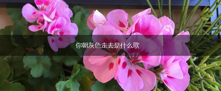 你朝灰色走去是什么歌,第1张