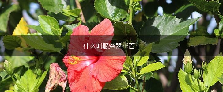 什么叫服务器托管,第1张