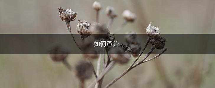 如何查分,第1张