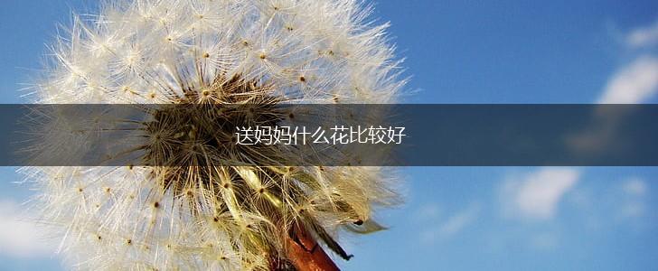 送妈妈什么花比较好,第1张