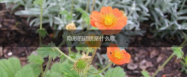 隐形的翅膀是什么歌,第1张