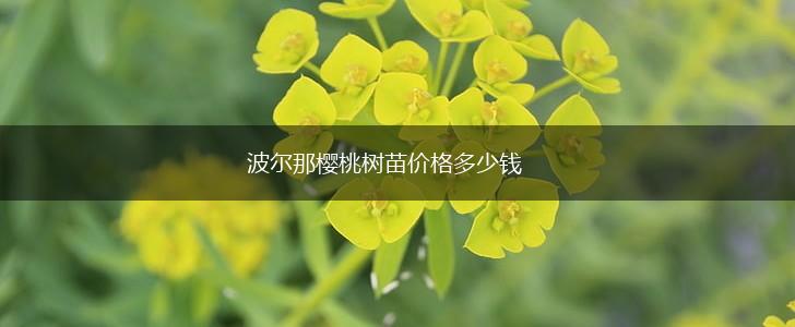 波尔那樱桃树苗价格多少钱,第1张