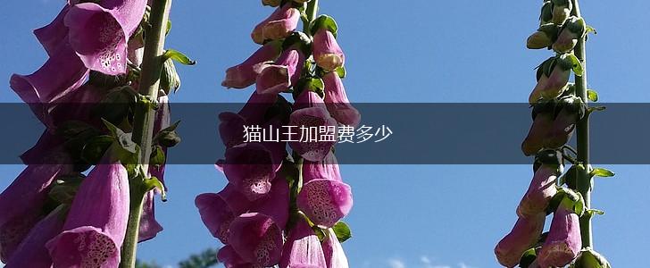 猫山王加盟费多少,第1张