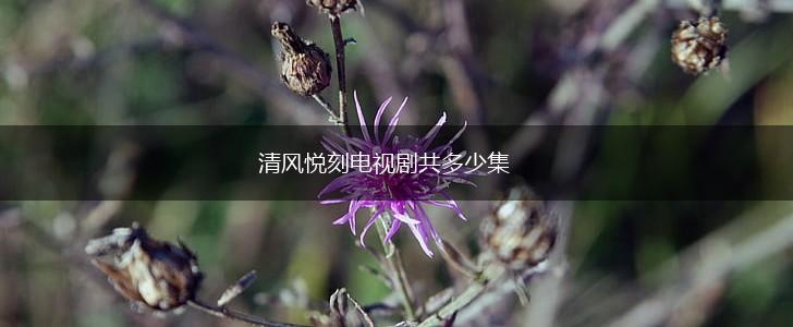 清风悦刻电视剧共多少集,第1张