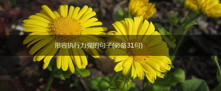 形容执行力强的句子(必备31句),第1张