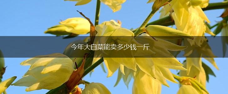 今年大白菜能卖多少钱一斤,第1张