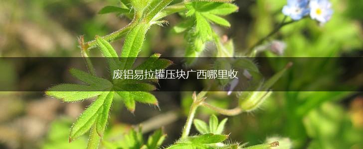 废铝易拉罐压块广西哪里收,第1张