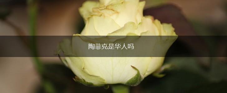 陶菲克是华人吗,第1张