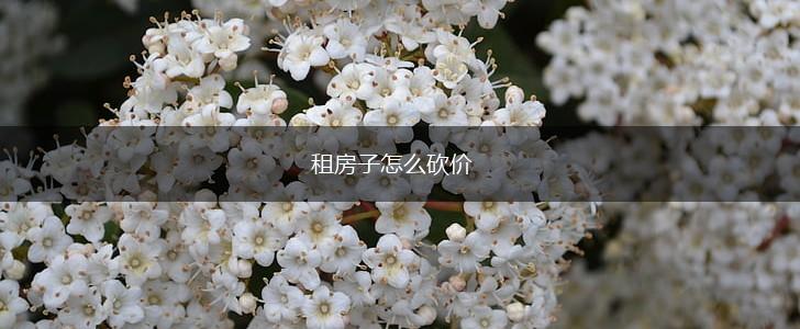 租房子怎么砍价,第1张