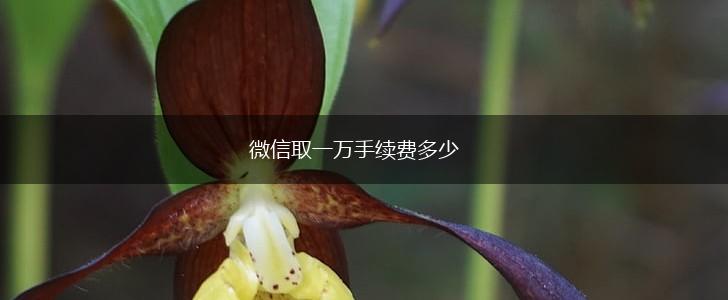 微信取一万手续费多少,第1张