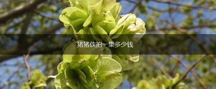 猪猪侠拍一集多少钱,第1张
