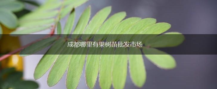 成都哪里有果树苗批发市场,第1张
