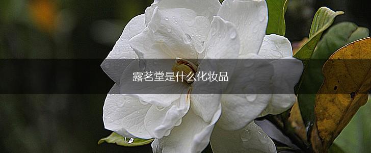 露茗堂是什么化妆品,第1张