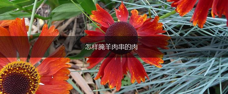 怎样腌羊肉串的肉,第1张