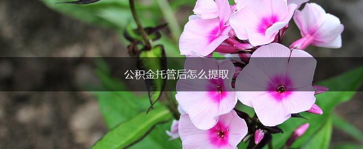 公积金托管后怎么提取,第1张