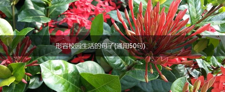 形容校园生活的句子(通用50句),第1张