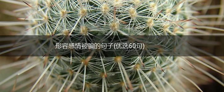 形容感情被骗的句子(优选60句),第1张