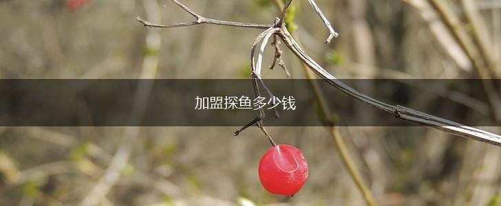 加盟探鱼多少钱,第1张