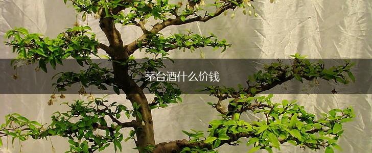 茅台酒什么价钱,第1张