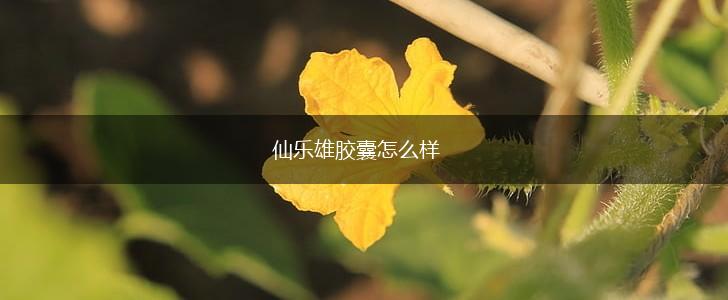 仙乐雄胶囊怎么样,第1张