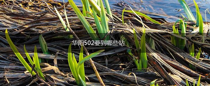 华阳502要到哪些站,第1张