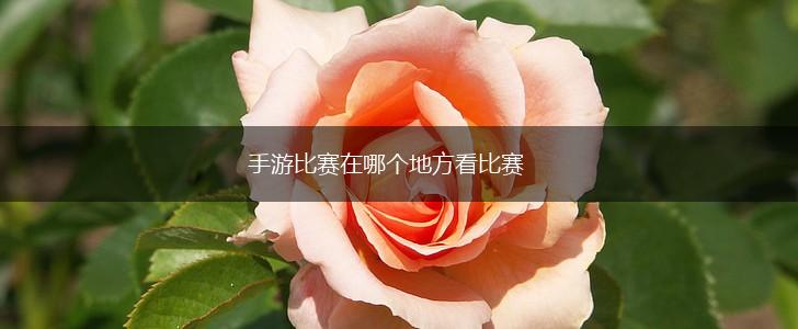手游比赛在哪个地方看比赛,第1张