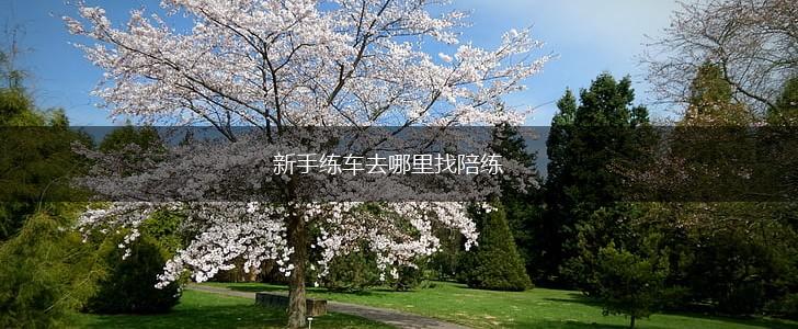 新手练车去哪里找陪练,第1张