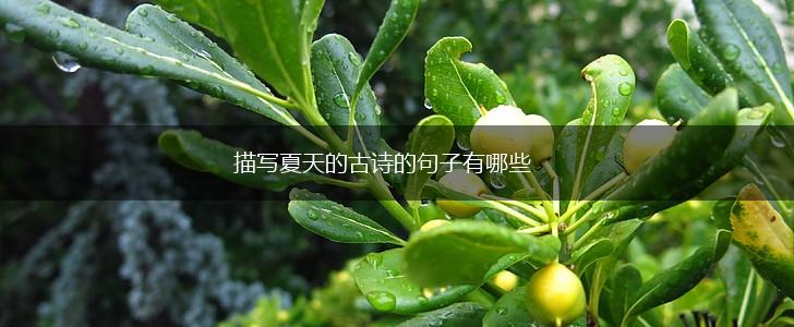 描写夏天的古诗的句子有哪些,第1张