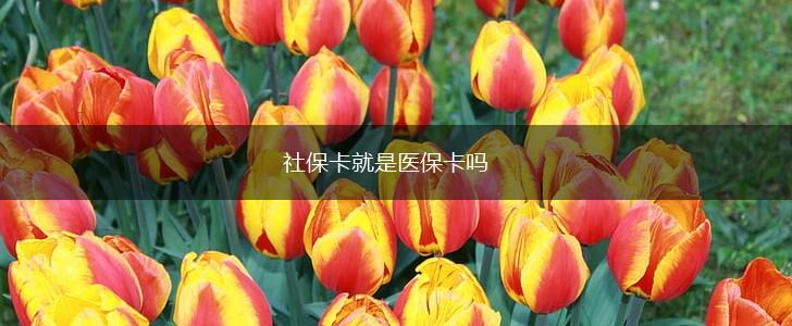 社保卡就是医保卡吗,第1张