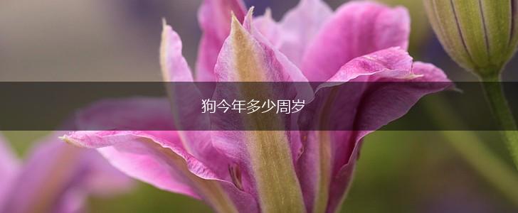 狗今年多少周岁,第1张