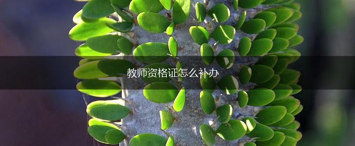 教师资格证怎么补办,第1张